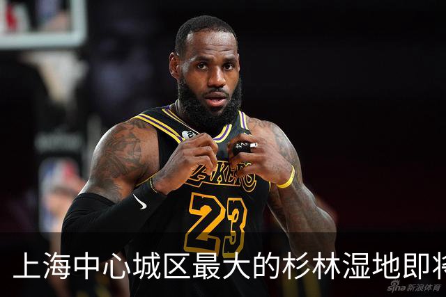 上海中心城区最大的杉林湿地即将进入最佳观赏期，记者实探